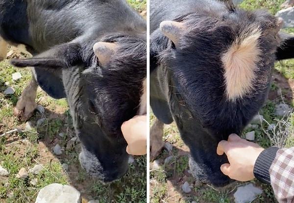 Bir kız, ineklerini otlatırken boğasını sevmek istedi.