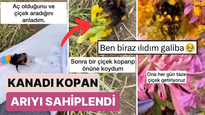 Bildiğiniz Bütün Hayvan Sahiplenme Hikayelerini Unutun: Bir Adam 'Arı' Sahiplenme Hikayesini Paylaştı
