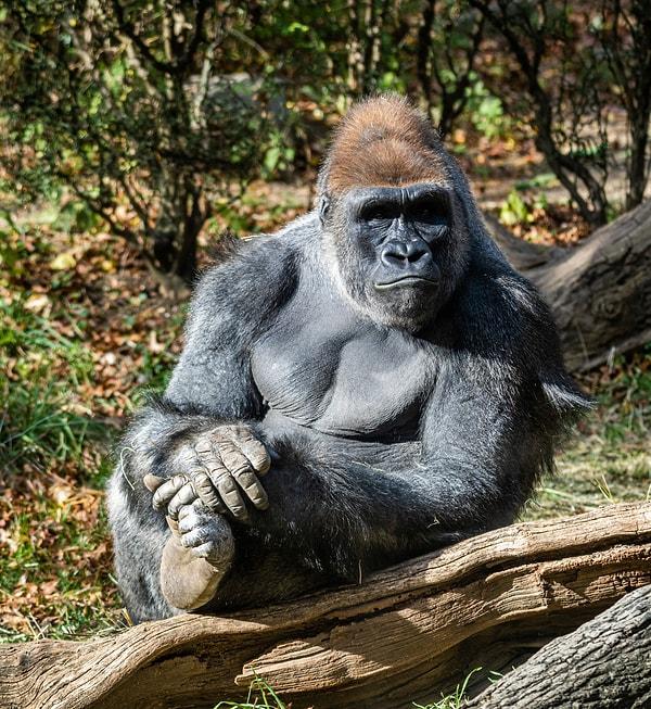 37. Goriller, diğer primatlarla birlikte, belirli bir nesne için belirli bir kelime bilmeseler bile, kelimeyi doğru bir şekilde tanımlamak için önceki kelime dağarcıklarını kullanabilecekleri noktaya kadar işaret dilini öğrenebiliyorlar.