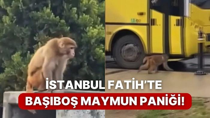 İstanbul Fatih’te Başıboş Bir Halde Görülen Maymun Vatandaşlara Korku Yaşattı