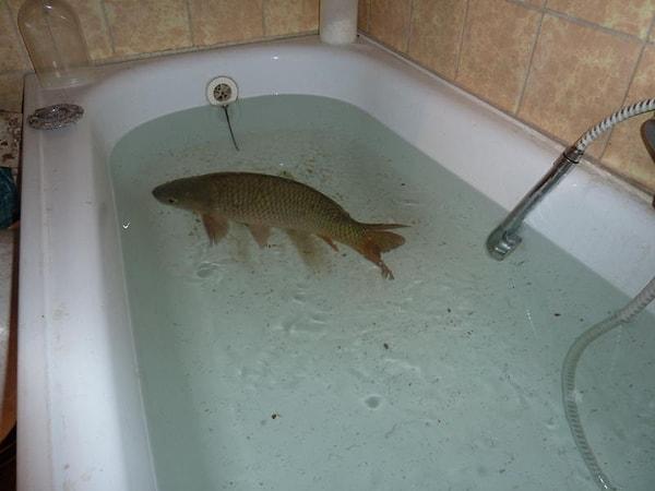 11. "Banyo küvetinde canlı bir balık vardı."
