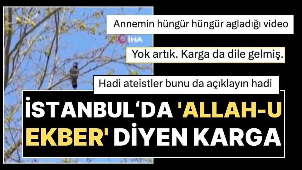 Aslan Videosuna Rakip Çıktı: İstanbul'da “Allah-u Ekber” Diyen Karga