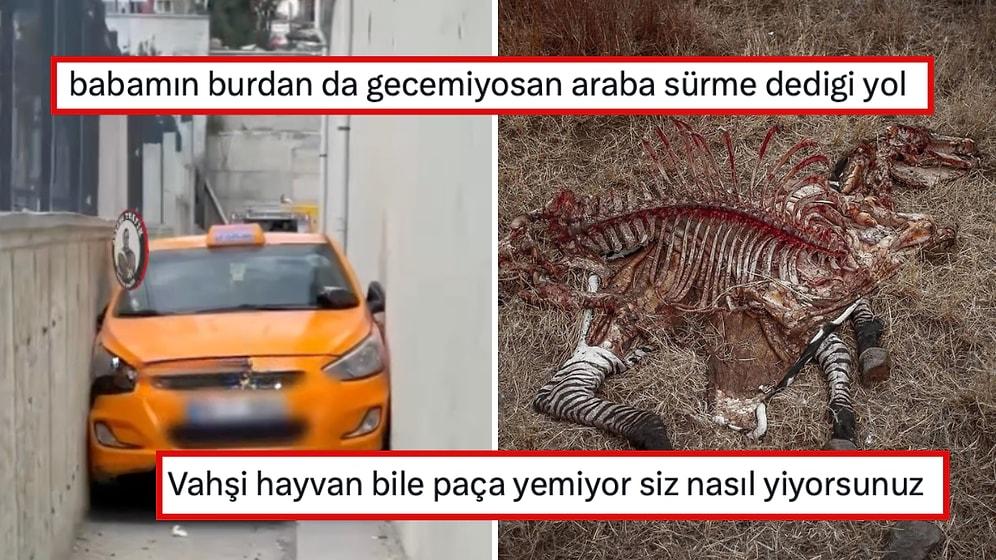 Buzdolabında 1 Ay Kalınca Çiçek Açan Karalahanadan Kalan İstanbul Projesine Son 24 Saatin Viral Tweetleri