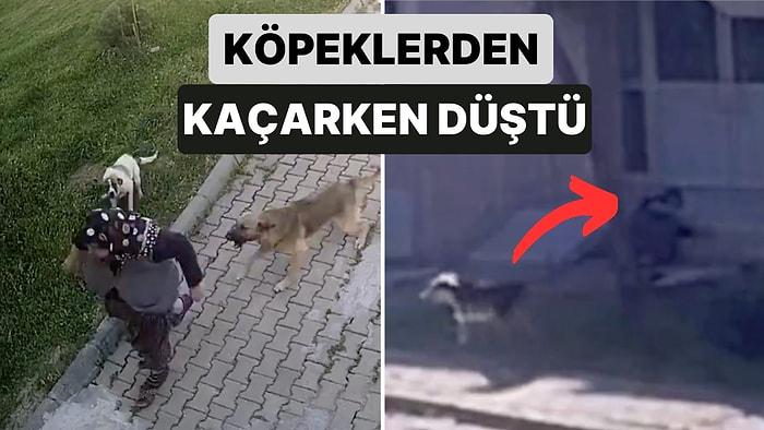 Edirne'de Sokak Köpeklerinden Kaçan Bir Kadın Merdivenlerden Çıkmaya Çalışırken Düşerek Kafasından Yaralandı