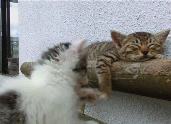 Mevzubahis çift Fransa'da yaşayan altmış sekiz yaşındaki bir kadın ve eli iki yaşındaki bir adam. Çiftten ayrıca hayvan refahı derneklerine yüz yirmi dokuz bin sterlin tazminat ödemeleri istendi.