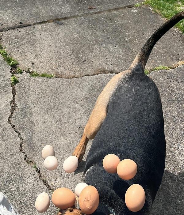 15. "Köpeğimin fotoğrafını çekmek isterken yumurta kolisini üzerine düşürdüm."