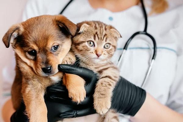 11. Evcil hayvanınızın aşı kayıtlarının kopyalarını alın.