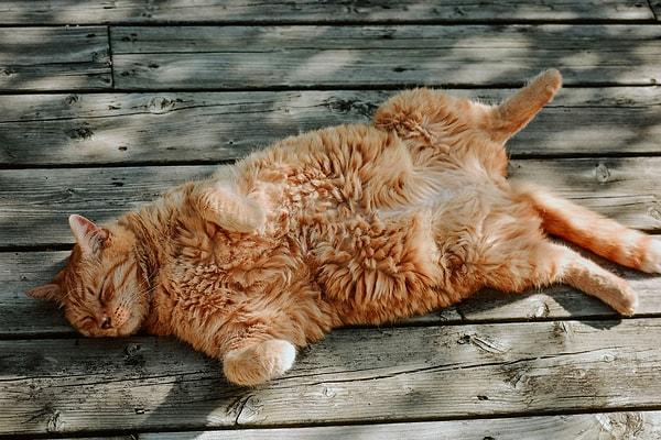 Bu kedilerin göz kamaştırıcı renklerinin sırrı genlerindedir. X kromozomu üzerinde bulunan turuncu gen, phaeomelanin pigmenti üreterek turuncu kedilerin rengini belirler.