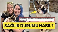 ABD'de Evcil Bir Kedi, Kargo Paketine Gizlice Girdiği İçin Yüzlerce Kilometre Uzağa Uçtu