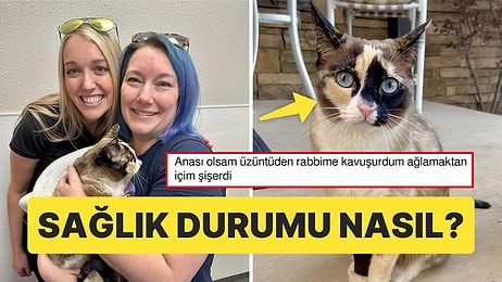 ABD'de Evcil Bir Kedi, Kargo Paketine Gizlice Girdiği İçin Yüzlerce Kilometre Uzağa Uçtu