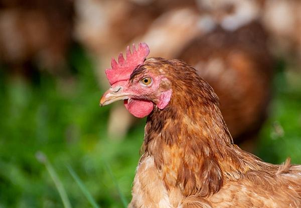 Chickens are the closest living relatives of Tyrannosaurus rex, tracing an incredible evolutionary journey from fearsome dinosaurs to familiar feathered friends.
