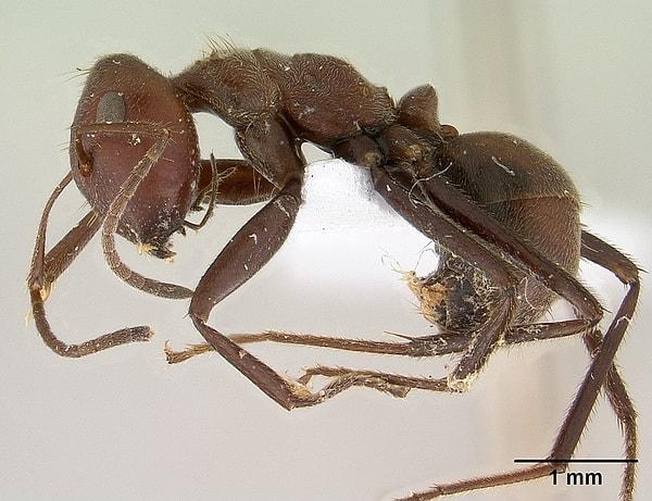 The "suicidal" ant: Colobopsis saundersi.