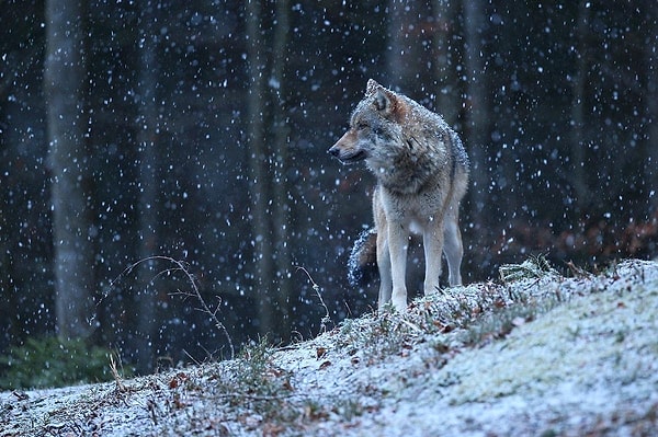 Wolves are known for their high intelligence and typically live with a single mate and their offspring for the rest of their lives.