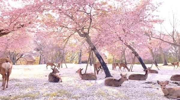 16. Nara Park - Japonya
