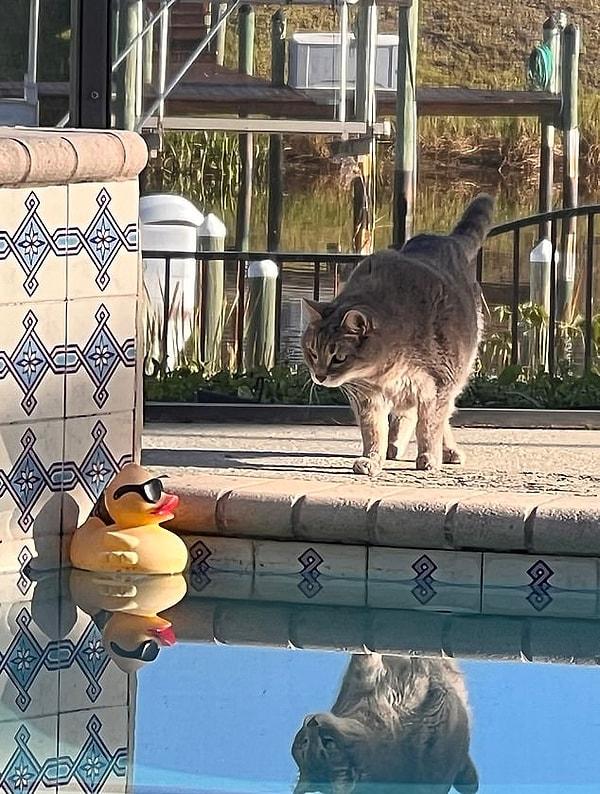 Onlar, havuz arkadaşları: Güneş gözlüklü bir plastik ördekle dost olan tatlı mı tatlı kedi!