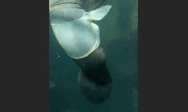 Fransa'nun en meşhur zooloji parklarından biri olan Zoo Baeuval'da bir deniz ayısının doğum anı kaydedildi.