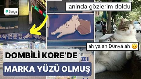 Asın Bayrakları: Kadıköy'ün Sembolu Haline Gelen Kedi Dombili Kore'de Bir Dükkanın Marka Sembolü Olmuş