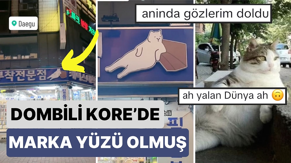 Asın Bayrakları: Kadıköy'ün Sembolu Haline Gelen Kedi Dombili Kore'de Bir Dükkanın Marka Sembolü Olmuş