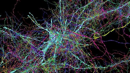 Google and Harvard Unveil Most Detailed Map of the Human Brain Yet