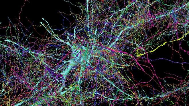 Google and Harvard Unveil Most Detailed Map of the Human Brain Yet