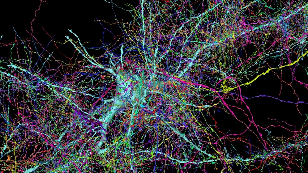 Google and Harvard Unveil Most Detailed Map of the Human Brain Yet