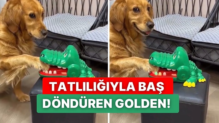 Timsah Oyuncağına Patisini Koyup Isırmasını Bekleyen Tatlı Köpeğin Sevimli Anları