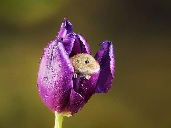 7. Cüce fareler, çiçeklerin içinde uyuyakalabilirler.