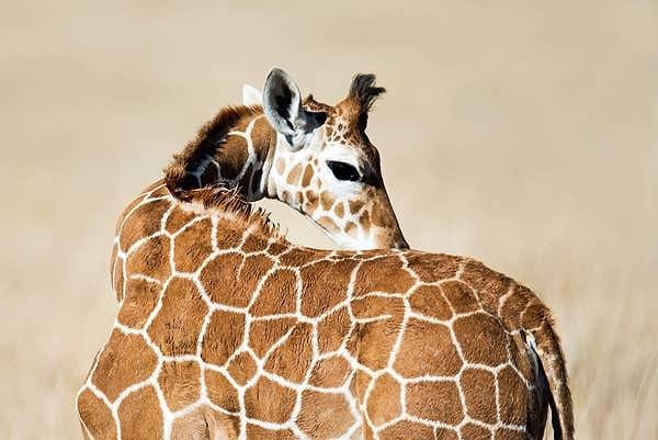 11. Bebek zürafalar uyurken popolarını yastık olarak kullanırlar.