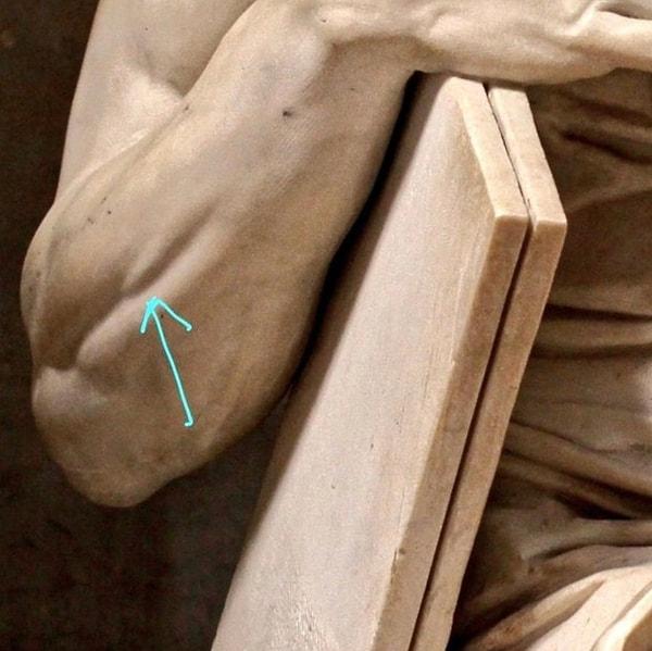 5. Michelangelo'nun Musa heykelindeki akıllara durgunluk veren detay. Ön kolda sadece serçe parmak kaldırıldığında kasılabilen küçük bir kas vardır. Musa heykelde serçe parmağını kaldırıyor, dolayısıyla o minik kas kasılıyor.