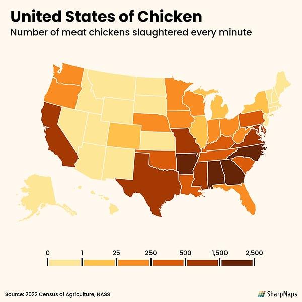 15. Amerika'da dakika başı kesilen tavuk sayısı.