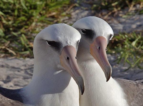 Laysan albatrosu ya da mōlī, uzun ömürleri ve tek eşli çiftleşmeleriyle bilinir. Türün adı, Kuzeybatı Hawaii Adaları'ndaki Laysan Adası'nda bulunan büyük bir üreme kolonisinden gelmektedir.