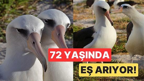Dünyanın En Yaşlı Kuşu Laysan Albatrosu 72 Yaşında Eş Aramaya Çıktı!