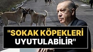 AK Parti'de Kritik Sokak Köpeği Zirvesi: Uyutulma Seçeneği de Gündemde!