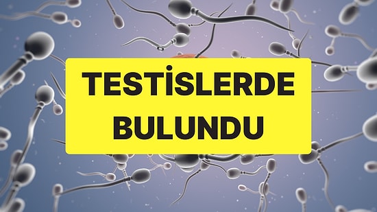 Sperm Kalitesini Düşürüyor: İnsan Testislerinde Mikroplastik Bulundu!