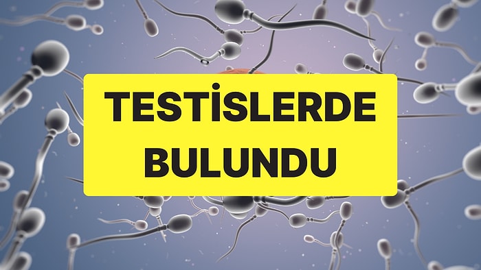 Sperm Kalitesini Düşürüyor: İnsan Testislerinde Mikroplastik Bulundu!