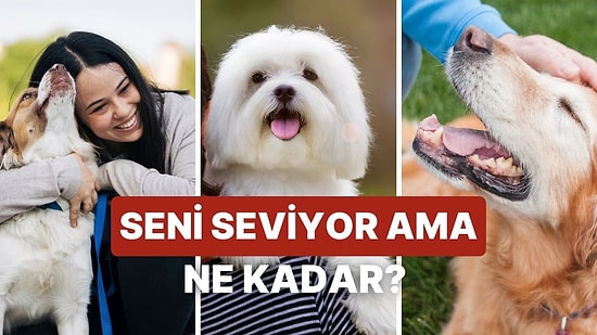 Köpeğin Seni Ne Kadar Seviyor?