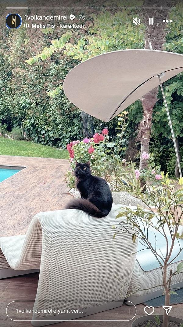 Kara kedisi Peri'yi, Melis Fis'in coverladığı Serdar Ortaç şarkısıyla paylaşan Volkan Demirel, "kara kedi gireceğine aramıza seni şöyle alalım, otur yakınımıza" dedi!