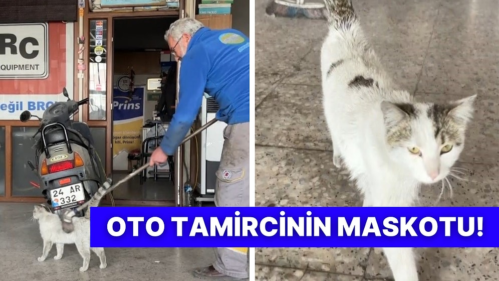 Kedilerin Keyfine Düşkünlüğü Bir Başka! Oto Tamircinin Fırçayla Taranmaya Bayılan Sevimli Kedisi “Paşa”