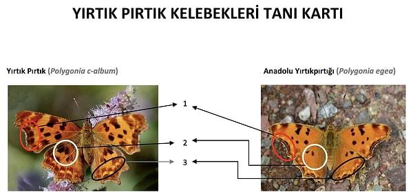 Ve evet, bu bilgi tamamıyla doğru. Ülkemizde de görülen bu kelebek türünün Türkçe adı Anadolu Yırtık Pırtığı.