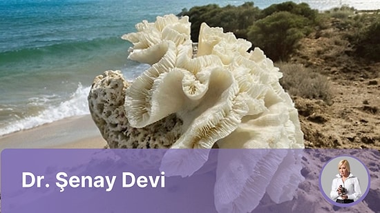 27 Mayıs Haftasının Kristali Beyaz Mercan ile Venüs'ün Enerjisini Yükseltin!