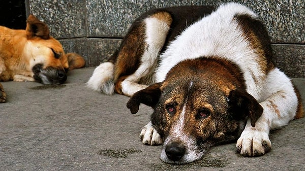 Sokak köpeklerinin toplatılması ve uyutulmasıyla ilgili çalışmalara değinen Erbakan, “Cenabıallah'ın verdiği bir canı ancak Cenabıallah alabilir. O bir insan da olsa, hayvan da olsa böyledir. Biz sokak hayvanlarının uyutulmasına kesinlikle Yeniden Refah Partisi olarak karşıyız. Bu inancımıza da uygun olmayan bir davranıştır. İnsani bir davranış da değil" dedi.