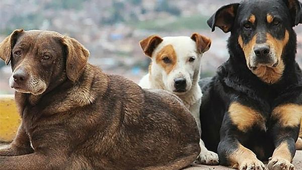 AK Parti'nin sokak köpekleriyle ilgili kanun teklifi hazırlıkları büyük bir tartışmaya sebep oldu. Kanun teklifinde yer alan "30 gün içinde sahiplenilmeyen köpeklerin uyutulması" maddesi, büyük bir kitle tarafından tepki gördü.