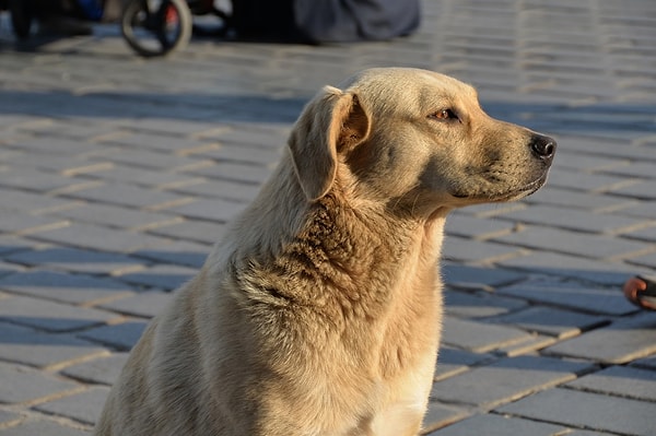 Peki sence köpekler neden saldırıyor olabilir?