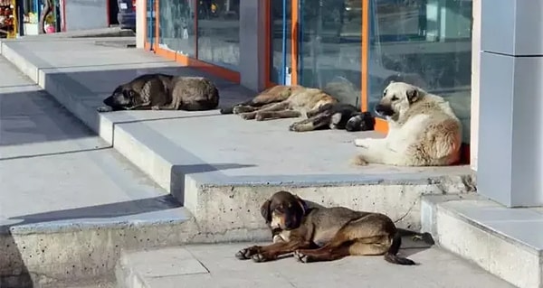 Önümüzdeki hafta Meclis gündemine gelecek  yasa tasarısına göre; sokak hayvanları toplanacak ve 30 gün içinde barınaktan sahiplenilmeyen hayvanlar zehirli iğne ile öldürülecek.