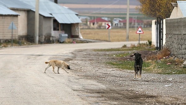 "Tasarıda olduğu söylenen ötanazi işlemi, hayvanların tıbbi yöntemler yoluyla, hızlı, ağrısız ve acısız bir şekilde yaşamının sonlandırılması anlamına gelmektedir.”