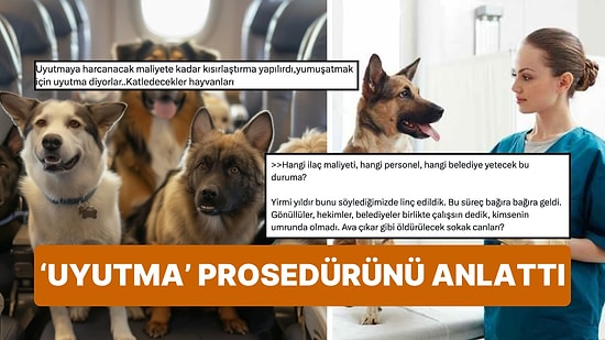 Veteriner Hekim Sokak Hayvanlarına İlişkin 'Uyutma' Prosedürünü Anlattı! Peki Prosedürü Kim Uygulayacak?