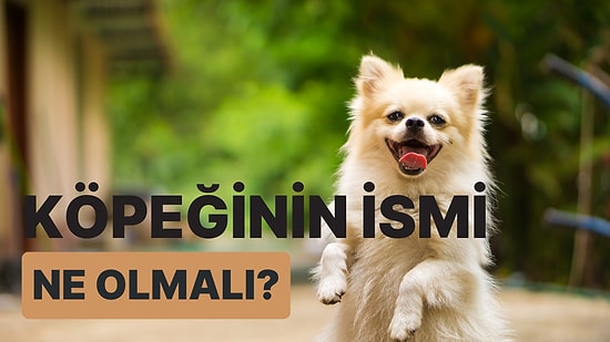 Köpeğinin İsmi Ne olmalı?