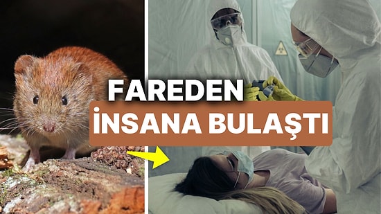 Ebola Benzeri Virüs Tarla Faresinden İnsana Bulaştı! Peki Virüs Avrupa'da Yayılıyor mu?