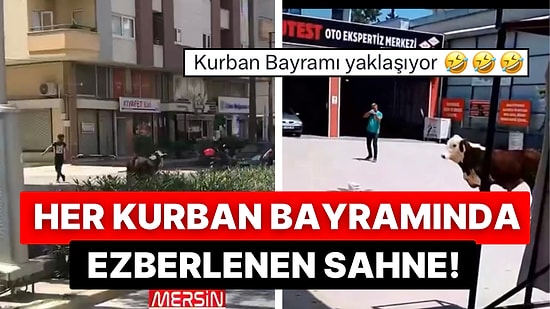 Kurban Bayramının Geldiğini Anlatan Anlar: Bir İnek Sahibinden Kaçmayı Başarınca Ortalık Karıştı