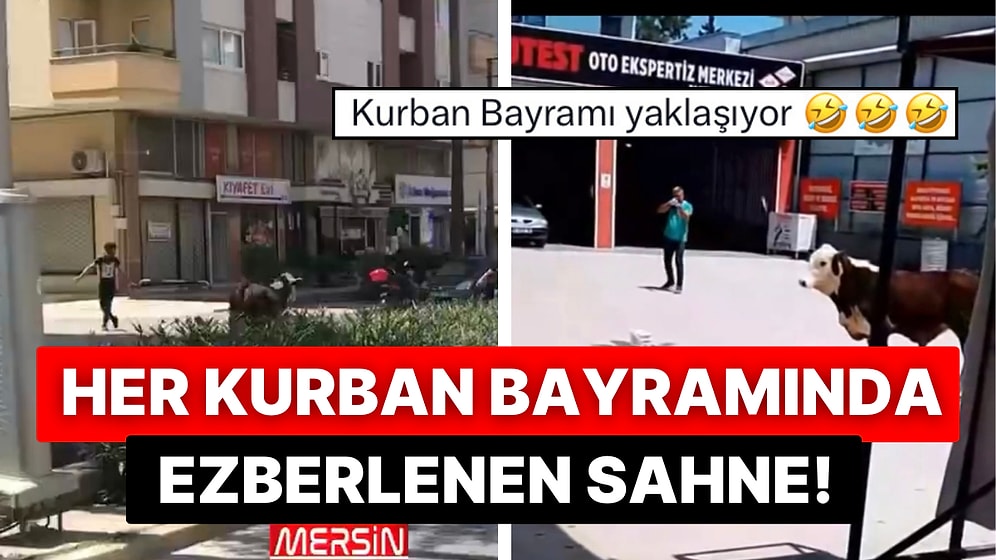 Kurban Bayramının Geldiğini Anlatan Anlar: Bir İnek Sahibinden Kaçmayı Başarınca Ortalık Karıştı